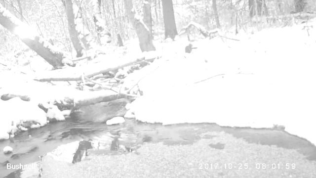 Норки 25 10 17, другой ракурс смотреть онлайн