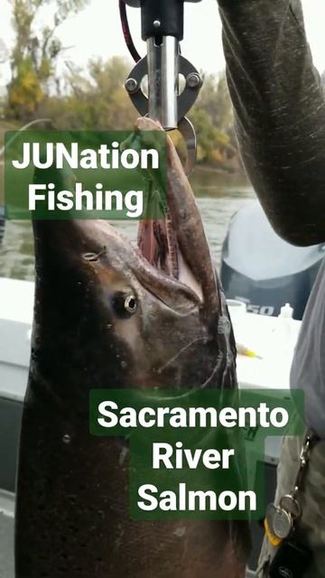Sacramento River Salmon смотреть онлайн
