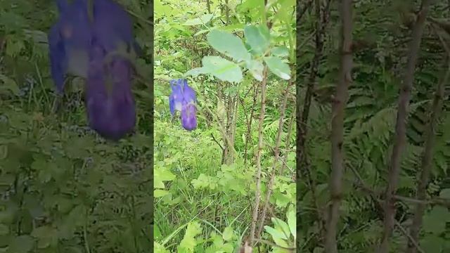 Цветок или пчела? смотреть онлайн