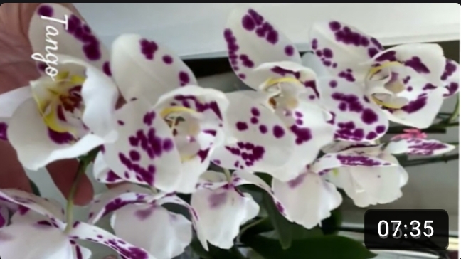 Детка фаленопсиса Tango на цветоносе наращивание корней и их формирование для отделения. Часть 3