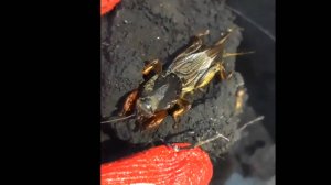 Редкие Кадры.  Медведка и материнство