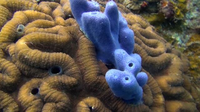 Hirnkoralle - Faviidae - The Brain Coral смотреть онлайн