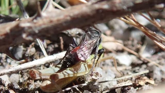 Grasshopper hunting wasp Tachysphex pompiliformis July 2019 смотреть онлайн