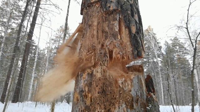 Cutting down a tree with an AK Saiga 12 shotgun - Easy? Part 2 смотреть онлайн