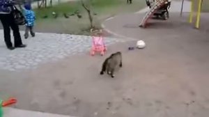 Кот защищает детей от собаки!