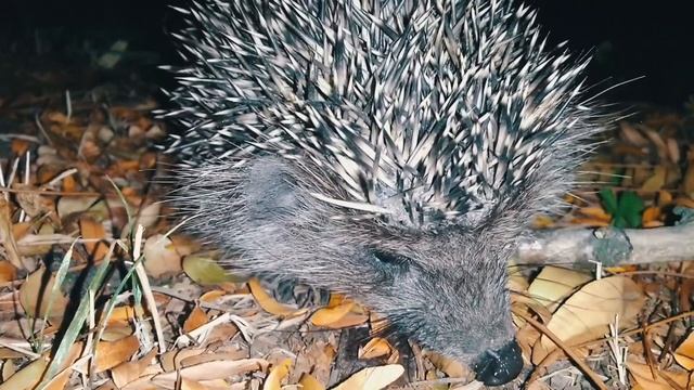 📍Анапский Ёж 🐾 смотреть онлайн