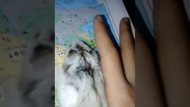 Совет для тех у кого есть хомяк смотреть онлайн