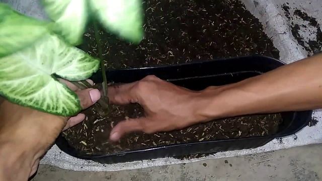 Growing Syngonium from Nature in Pot смотреть онлайн