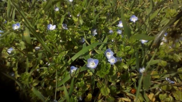 Common Field Speedwell смотреть онлайн