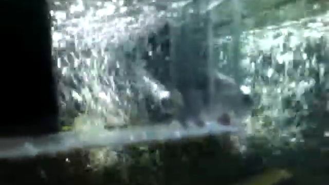 hypancistrus zebra l-46 babys смотреть онлайн