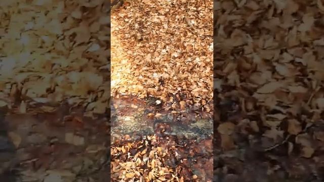 #природа #весна #солнце #подснежники #германия #leopoldshöhe #natur #frühling #sonne #deutschland смотреть онлайн