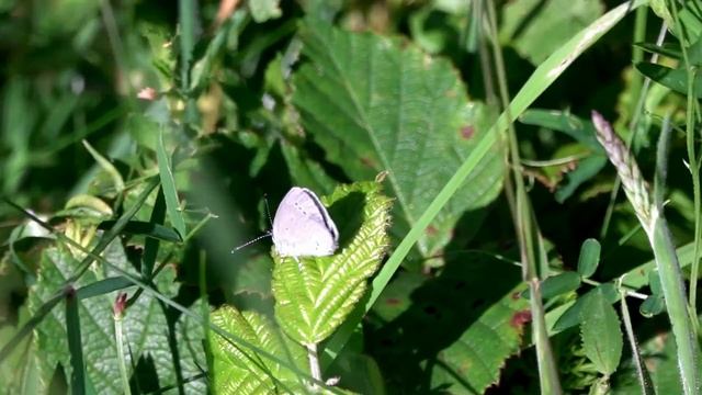Small Blue Butterfly (Cupido minimus) - Brighton, May 2020 смотреть онлайн