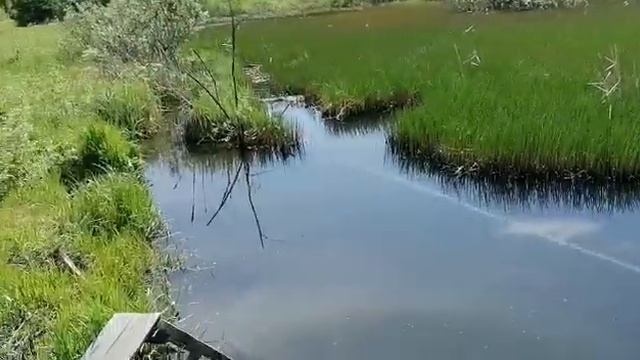 У бобра смотреть онлайн