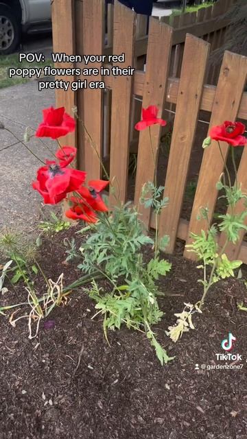Growing Red Poppy Flowers смотреть онлайн