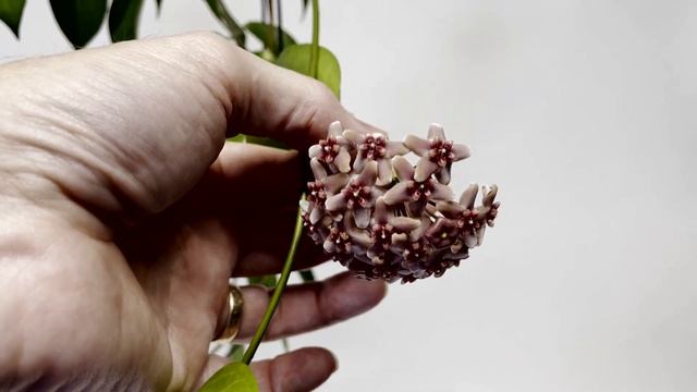 A Visit With Hoya Rubida IML 1711