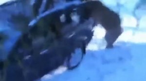 Нападение медведя  на Охотников