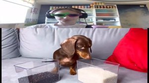 Чёрное VS Белое с Чапиком!!