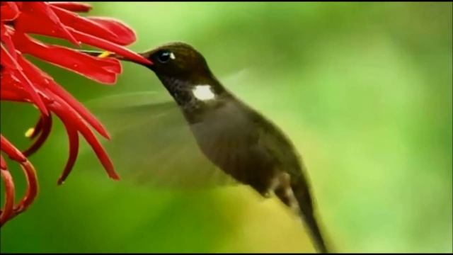 Pasărea colibri- Hummingbird(2) смотреть онлайн