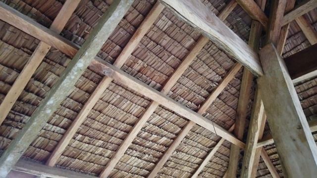 NIPA PALM IN THE PHILIPPINES. смотреть онлайн