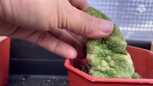 ลงกระถางครบจบในคลิปนี้ค่ะ @อุทัยเทวี🤣 Pseudolithos cubiformis : คางคกเหลี่ยม😘 смотреть онлайн