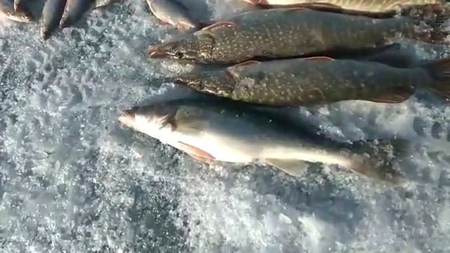 Муж-рыбак порыбачил немножко))) смотреть онлайн