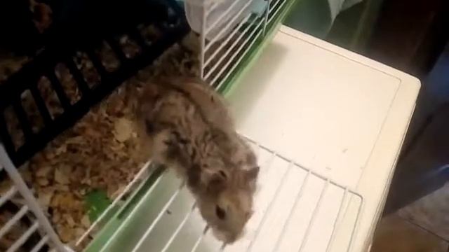 Мой Бурундук хомячок смотреть онлайн