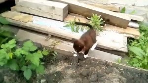 Хозяйство.Забой кроликов.