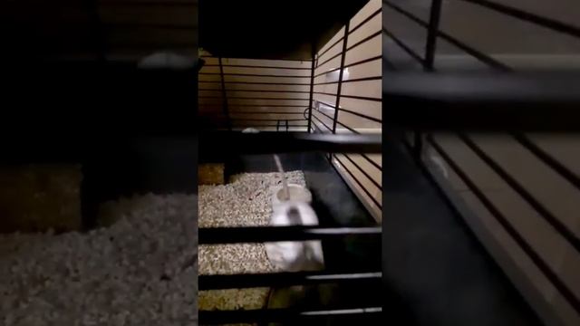 Very cute house mouse 🤗🐁🏡Очень милая домашняя мышка смотреть онлайн