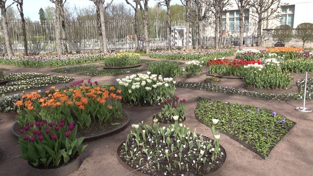 А вы знаете, что в Павловском парке много рябчиков? смотреть онлайн