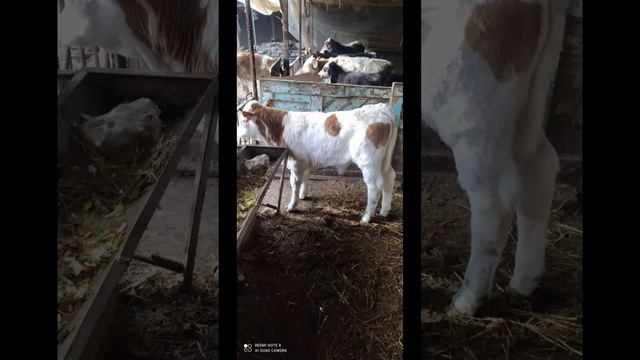 SIMMENTAL BUQACHA SOTILADI смотреть онлайн