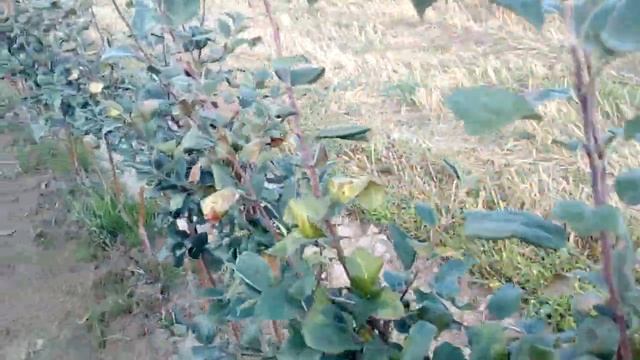 Огляд саджанців . смотреть онлайн