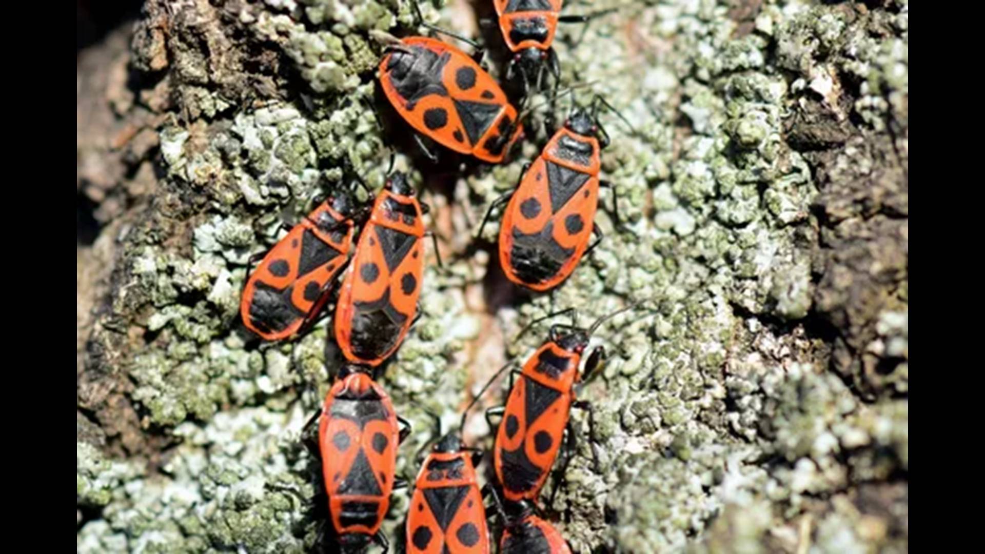 Солдатики от аллергии смотреть онлайн