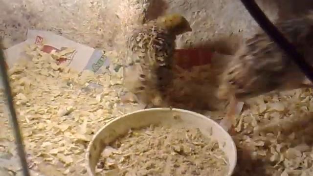 Japánfürj (Coturnix japonica) 3hetes csibék смотреть онлайн
