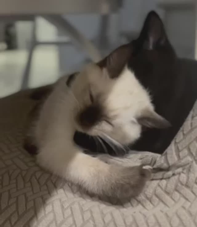 Милые котики Инь и Янь (часть 2) смотреть онлайн