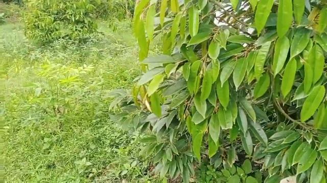 DEWAne Duren Beraksi - PUPUK INILAH YANG WAJIB PEKEBUN DURIAN TAHU ❗❗ смотреть онлайн