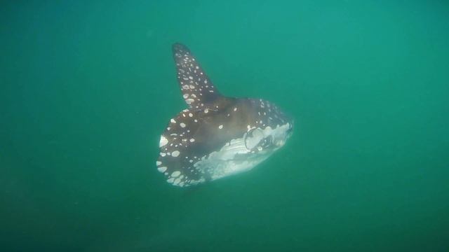 Peixe Lua смотреть онлайн