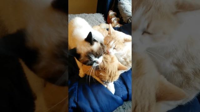 😇😇😇😊😍Бездомные коты в Сибири, после долгого времени на улице нашли дом))😍😍😍🙈🙉🙊 смотреть онлайн
