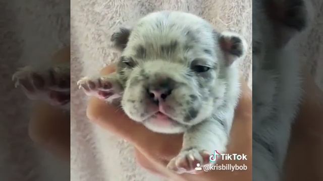 French bulldog blue merle смотреть онлайн