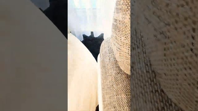 Лысая кошка сфинкс после завтрака не хочет играть смотреть онлайн
