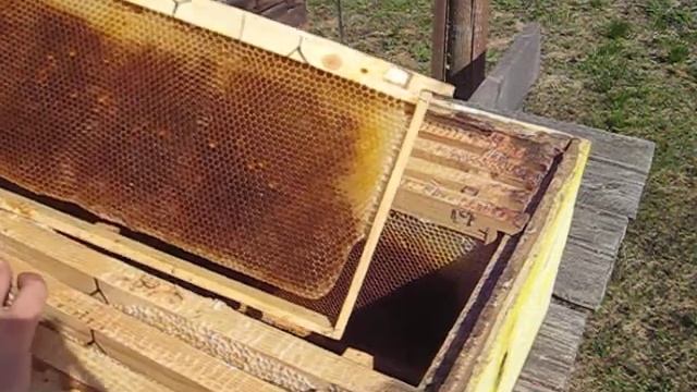 Гнездо без вощины. Эпсилоны в сотах самостроя смотреть онлайн