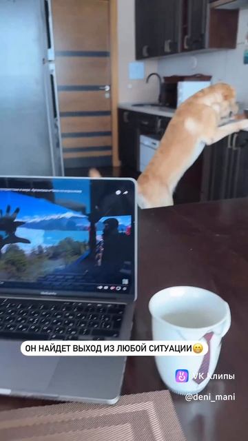 vkclips_20250212015046 смотреть онлайн