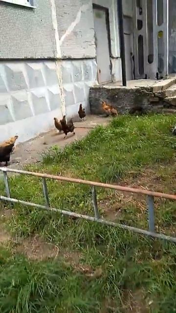 Куры во дворе дома ( в городе )!!!! смотреть онлайн