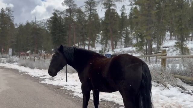 Mount Charleston locals petition to keep and address wild horses смотреть онлайн