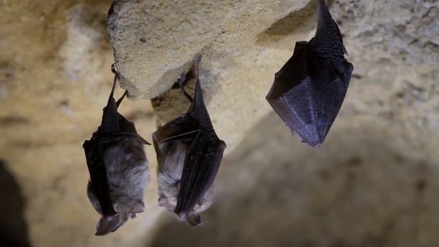 Trio of rare Lesser horseshoe bats смотреть онлайн