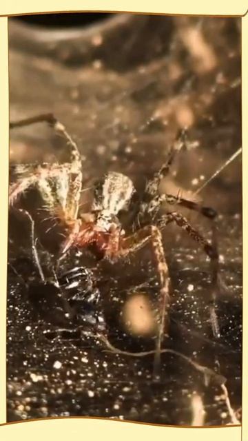 Spider attack prey#shorts смотреть онлайн