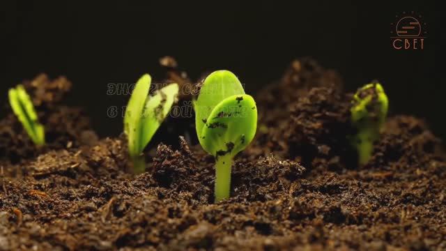 Солнечный Комплекс от АКАДЕМИИ СВЕТ смотреть онлайн