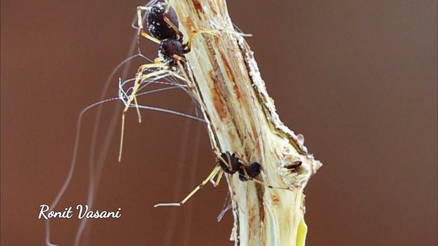Spitting Spider: Nature's Incredible Arachnid Weapon #Spitting spider in super slow motion смотреть онлайн