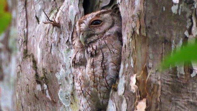 Eastern Screech-Owl Singing! Eastern Screech-Owl Calling! - Autillo Yanqui Canto - Megascops Asio смотреть онлайн