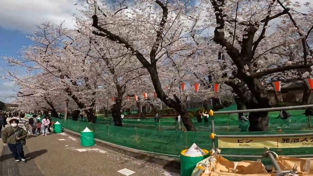 Sakura walk Ueno Park 30 03 смотреть онлайн