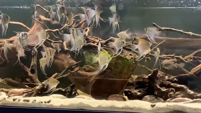 Angelfish Aquarium смотреть онлайн